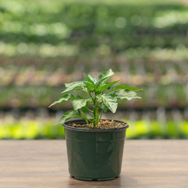 Pepper – Shishito – 6.5″ Pot